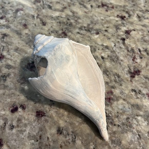 Found Conch Shell - Picture 2 of 4